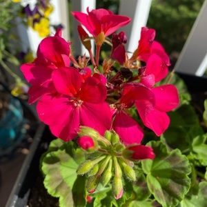 Meet your Posher, Maria glenda